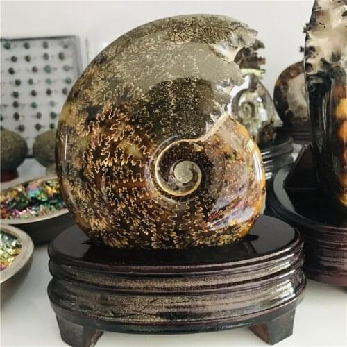 Natural Ammonite Fossil Specimen Jade Ocean Conch Madagascar Ocean Conch Fossil Home Decoration And Free Wood Stand
