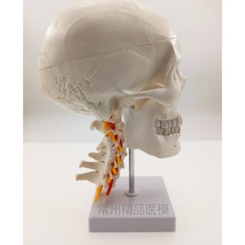 Teaching simulation skull model with vertebral skeleton model 1:1 natural size painting art skull