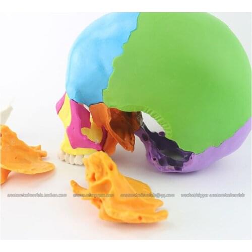 CMAM/12393-1 Skull, 22-parts, Didactic Colored part, Plastic Skull Medical Anatomical Model