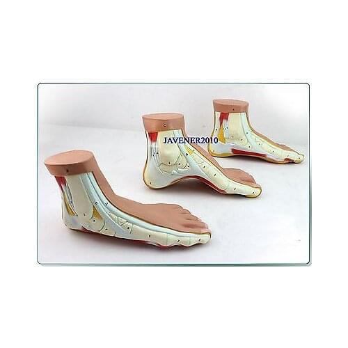 3-Parts Life Size Human Anatomical Anatomy Foot Contrast Skeleton Medical Model