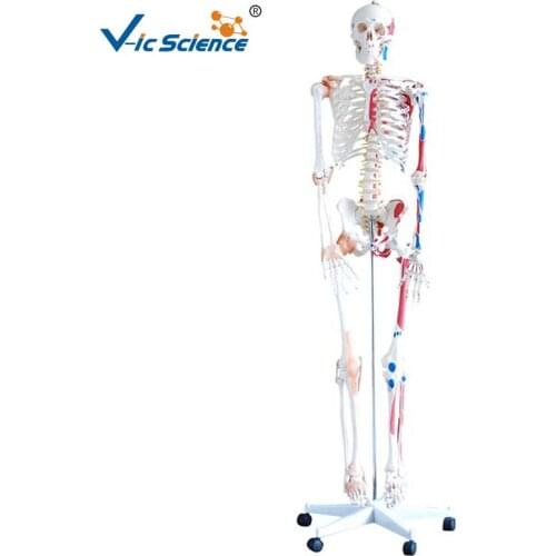Skeleton with Muscles and Ligaments 180cm Tall human skeleton with ligament models