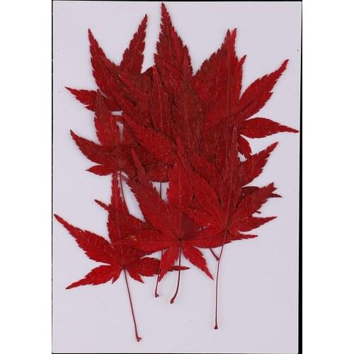 12 Pieces Real Dried Maple Leaf For DIY Christmas Card Making,scrapbooking