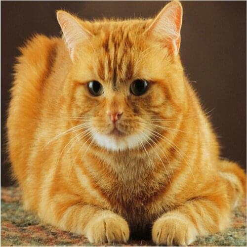 Diy Diamond Painting America Cat 5D Round Diamond Mosaic Cross Stitch Kit Animal Full Diamond Embroidery Home Paintings