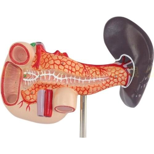 Liver Anatomical model spleen and pancreas digestive system model of abdominal trunk liver portal vein hepatopancreas model