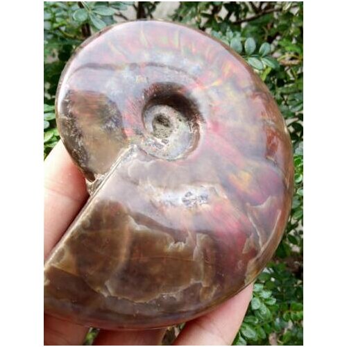 Beautiful color!!!240G A rare natural conch specimen of Madagascar