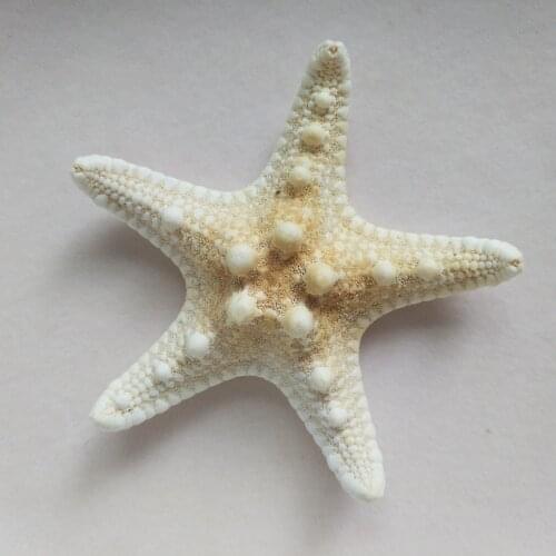 HOT SELLING 6PCS/SET WHITE FINGER SEA STAR SEA FISH BEACH 6-7CM ORNAMENTS CRAFT FOR HOME PARTY WEDDING DECORATION GIFT TOYS