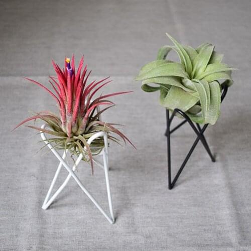 Geometric Iron Art Air Plant Holders Stands Racks Balcony Tillandsia garden planter support for flower pot tray Rack Home decor