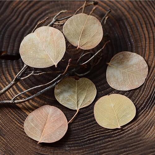 24PCS Dried Leaf Multipurpose Linden Pressed Leaf Decorative Leaf For DIY Crafts Handmade Material Accessories Home Decor