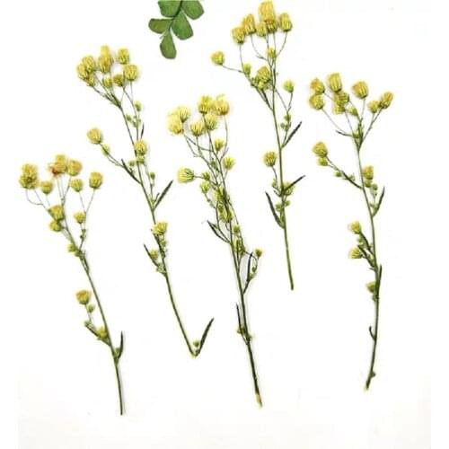 100pcs Pressed Dried Flower Candian fleabane Plant Herbarium For Jewelry Postcard Invitation Card Phone Case Bookmark DIY