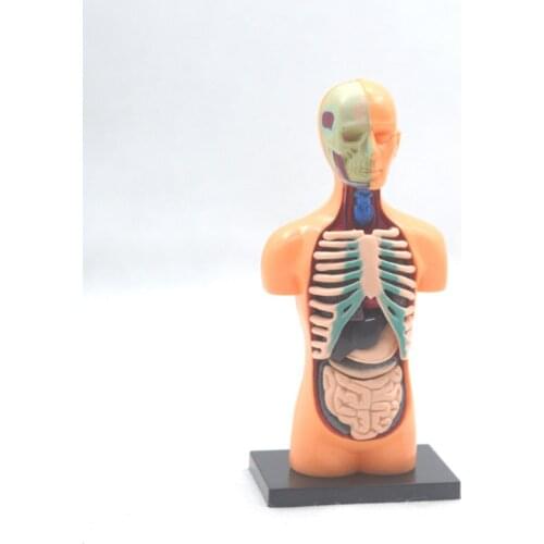 32pcs assemble 4D Human torso Body model anatomical Anatomy of organs Medical teaching DIY science