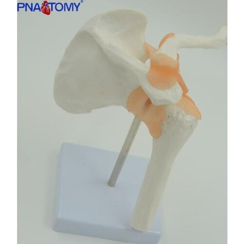 Human Shoulder Model Life Size Medical Teaching Tool Skeleton Anatomy Educational Anatomical Model Medical Sciences