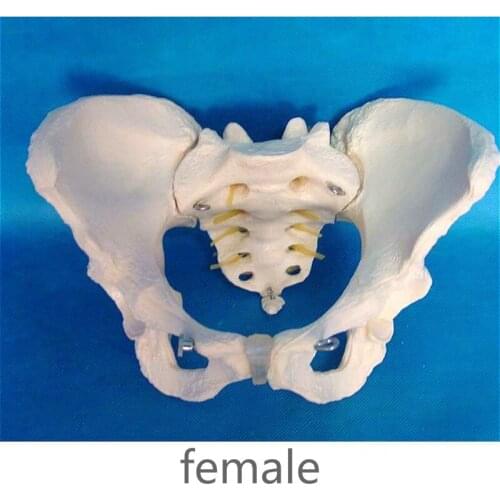 Separable Female pelvic bone model human skeleton sacral teaching medical explanation 3 paryts
