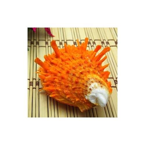 4-7cm Natural Conch Shell Gift Aquarium Decoration Ornament Collection Orange Goat Sea Chrysanthemum