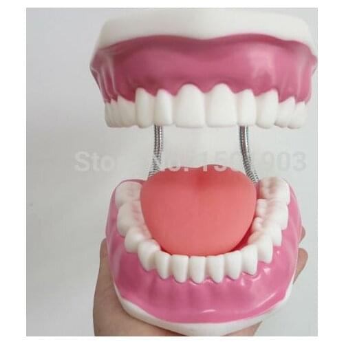 High Quality 6 times big size Dental clinic tooth model Dental teaching tool for children