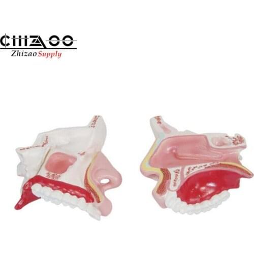 Medical Teaching Anatomical Human Nasal Cavity Model