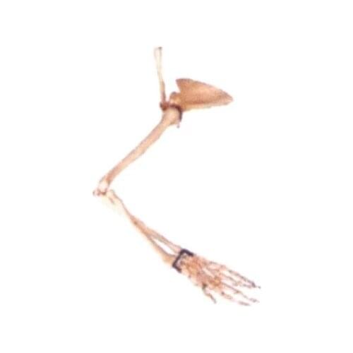 Arm bone scapula Collar bone model Medical standard upper limb bone skeleton model free shipping