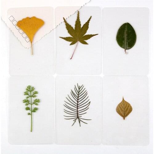10pcsBookmark Handmade Real Pressed Maple Leaf Tree Fall Autumn Leaves Page Corner Page Student Stationery School Office Supply