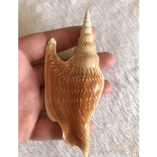 10-15 cm natural super large golden axe snail collection