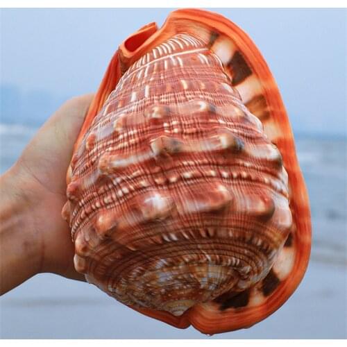 BenRussell Decorative Seashells