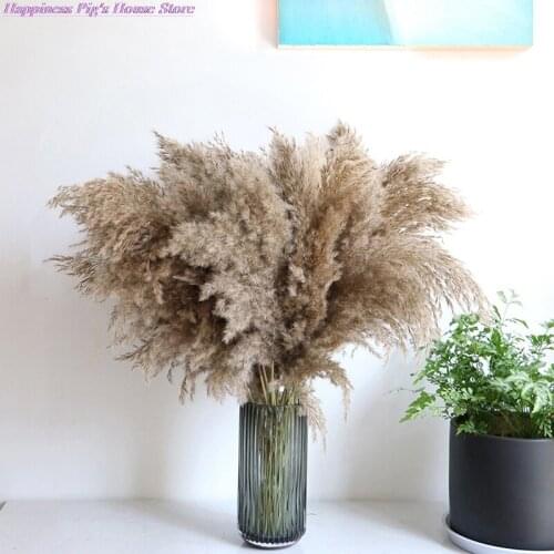 5PCS 80CM Natural Reed Dried Flower Big Pampas Grass Wedding Flower Decoration