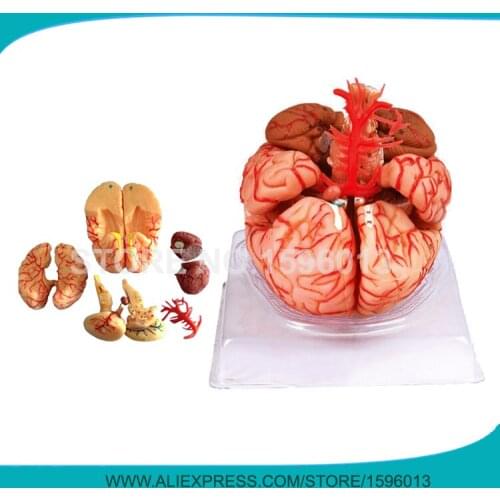 Advanced 9-part Brain Model with Artery, Anatomical Brain Model,3D Human Brain Model for School Teaching