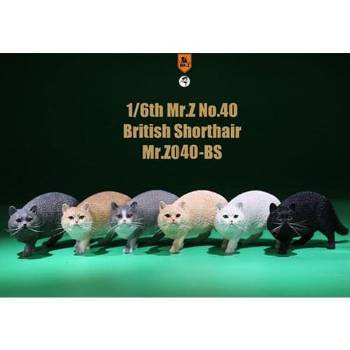 Mr.Z 040-BS 1/6 Scale British Shorthair cat simulation model toy animal model static decoration for 12' action figure acc