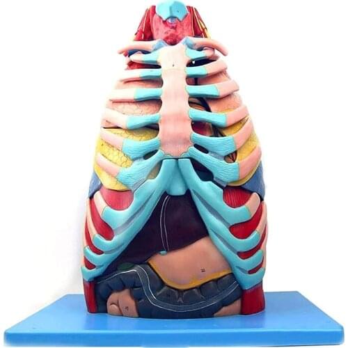 Thoracic Cavity Model Thoracic Organs Anatomy Model Human Heart Model Liver Model Lung Model For Medical Education