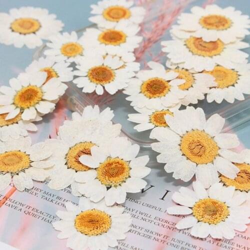 100Pcs Real Natural Dried Pressed Flowers White Daisy Pressed Flower for Resin Jewelry Nail Stickers Makeup Art Crafts