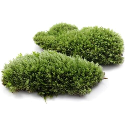 1 pcs Green Artificial Fake Moss Coral Stone Model Grass Plant Potted Micro Landscape Fairy Garden Aquarium Ornament NEW
