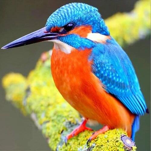 100% Full 5D Diy Daimond Paintings 3D Diamond Painting Full Square Rhinestones Diamant Paintings Embroidery "Animal kingfisher "