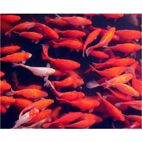 DIY Diamond Painting Full Diamond Round Underwater Koi Cross Stitch Embroidery Home Decoration