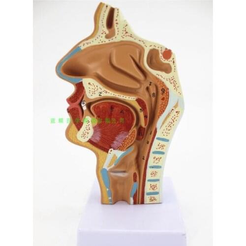 Nasal cavity, oral cavity, larynx, pharynx model longitudinal section model human orthodontic anatomy medical antomical model