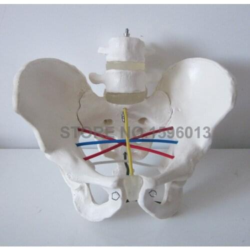 Pelvimetry Demonstration Model,Pelvic measurement model,Pelvis Teaching Model