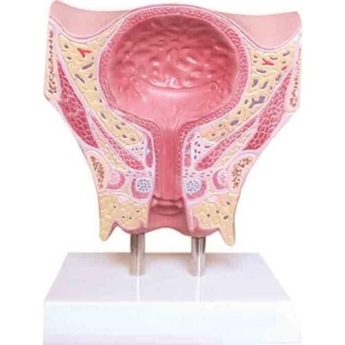 A model of a womans pelvis with a coronary cut of the bladder