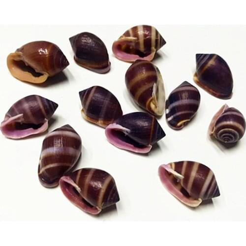 Small purple brown conch natural small conch shell DIY material drift bottles
