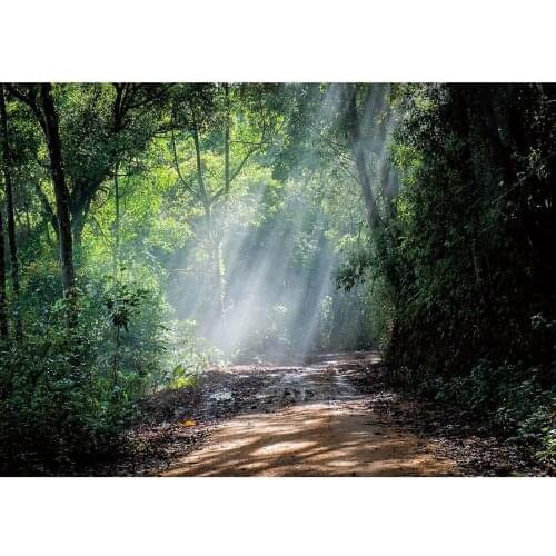 Rain Forest Trail Sunlight Photo Backdrops Vinyl Cloth Backgrounds Studio Props Children Baby Portrait Photoshoot Photography