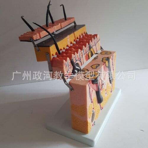 70X Skin Layer Section Enlarged Anatomy Medical Model Hair Sebaceous Glands Sweat Nerve Endings Skin Zoom Medical Supplies