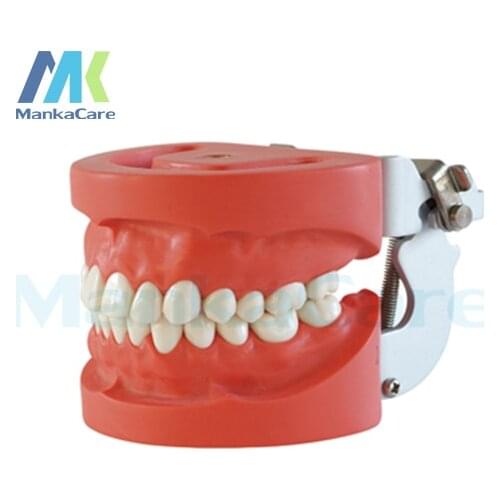 Manka Care - Standard Model/28 pcs Tooth/Hard Gum/screw fixed/FE Articulator Oral Model Teeth Tooth Model