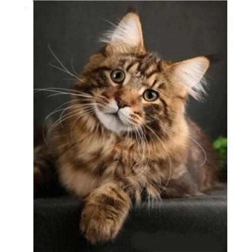 New 5D Diamond embroidery cat Diamond Painting Cross-stitch mosaic animal full Square/Round Rhinestones Home decoration G477