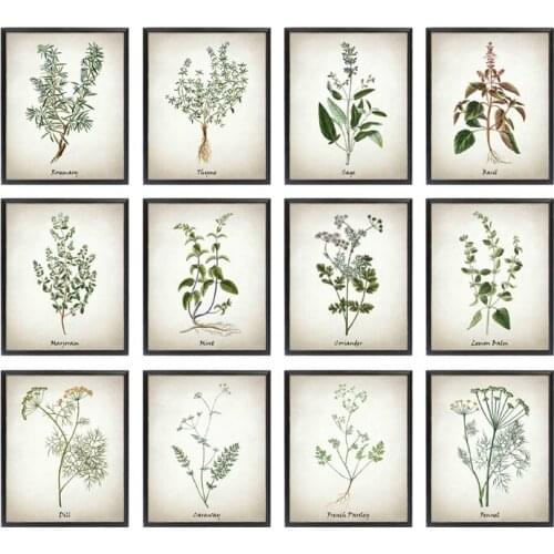 Herb Canvas Art Painting Vintage Herbal Illustrations Posters and Prints Culinary Herbs Botanical Kitchen Wall Art Picture Decor