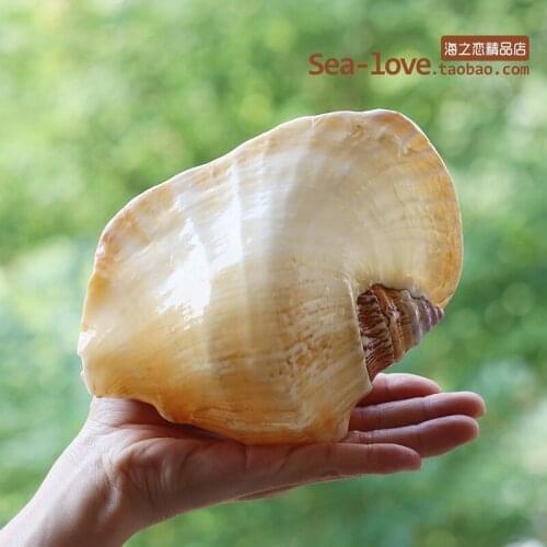 New Buddhas Ear Sea Snail Natural Super Large Conch Shell Ear Snail Craft Home Decoration Succulent Flower Pot Ornaments Crafts