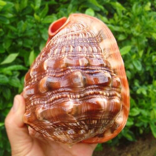 NATURAL CONCH SHELL ANCIENT SHELF DECORATION FISH TANK LANDSCAPE MEDITERRANEAN PROPS ORNAMENTS MICRO-LANDSCAPE DECORATION CRAFTS