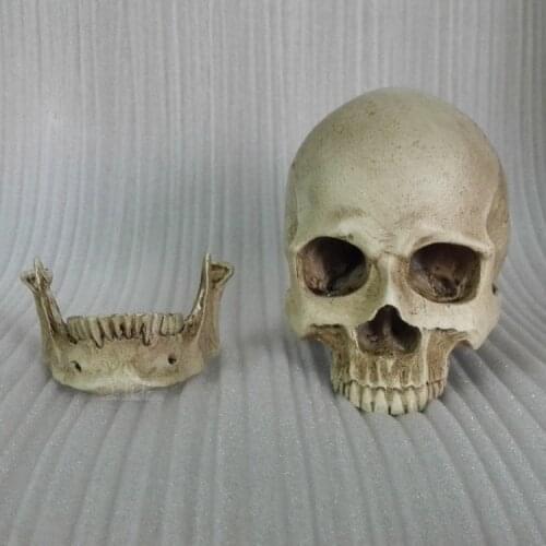 1:2 human skull model resin skeleton model painting human skull Art musculoskeletal anatomy art model