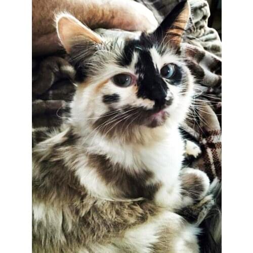 Jenkins 5D Diy Diamond Painting Animals Cat Diamond Embroidery Sale Rhinestones Mosaic Kit Home Decoration Cross Stitch Gift