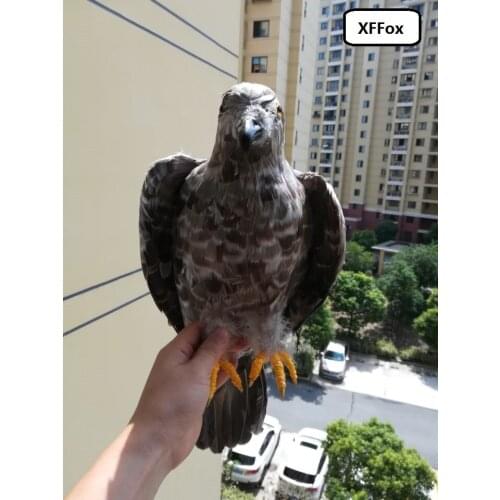 Big simulation eagle model foam&feathers little wings eagle model about 50x40cm xf0360