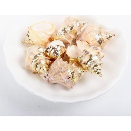 Gold plating Aquarium Beach Nautical DIY Shells Colorful Natural Seashells Decorations Scallop Shells Crafts Decor Ornament 5Pcs