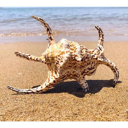 Natural large conch shells floor home decorations k aquarium sea snails shell big sea shells decoration home large seashell