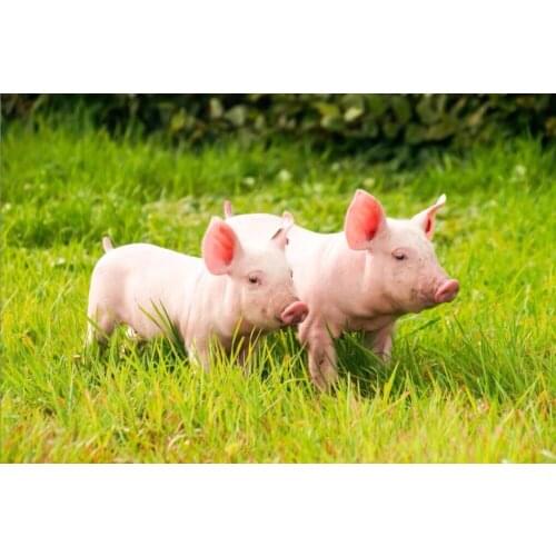 Two little pigs The wooden puzzle 1000 pieces ersion jigsaw puzzle white card adult childrens educational toys