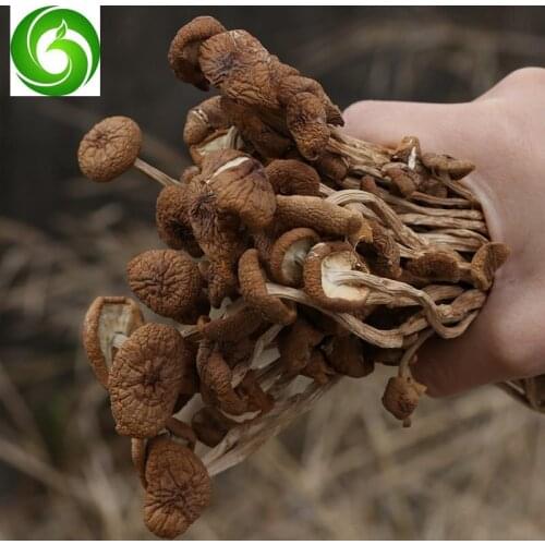 Agrocybe Cylindracea; Agrocybe Aegerita; Agrocybe Chinese Name, Chashugu