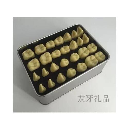 2X standard Permanent teeth model Dentistry mesical use free shipping